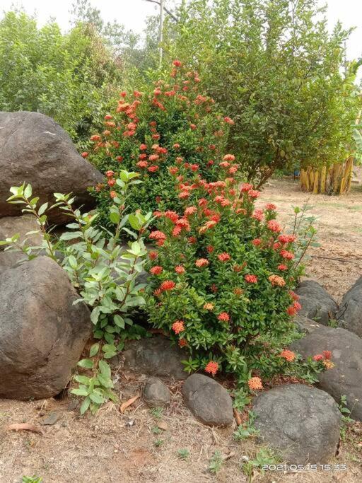 Sohana Eco Retreat Farmhouse - Karjat Chinchavli エクステリア 写真