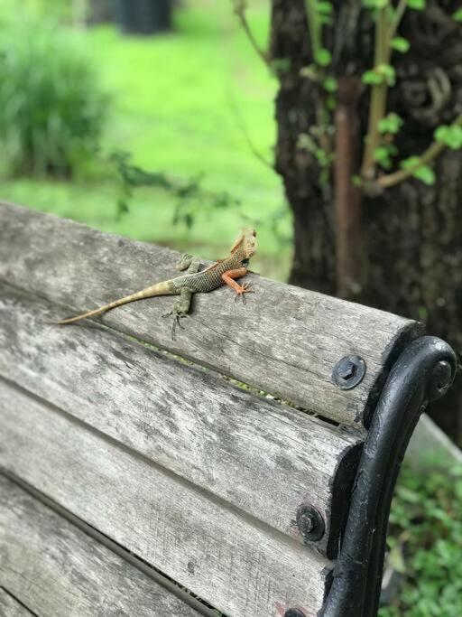 Sohana Eco Retreat Farmhouse - Karjat Chinchavli エクステリア 写真