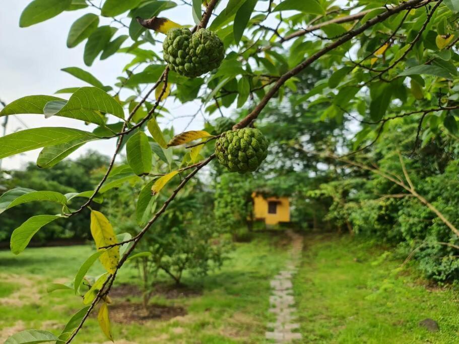 Sohana Eco Retreat Farmhouse - Karjat Chinchavli エクステリア 写真